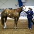 Tennessee Paint Horse Club Spooktacular Finale